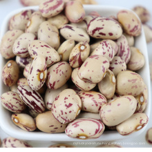 Нового урожая зародилась в синьцзяне, Китай светлый в крапинку KidneyBeans клюквы брусники фасоль фасоль 160-180